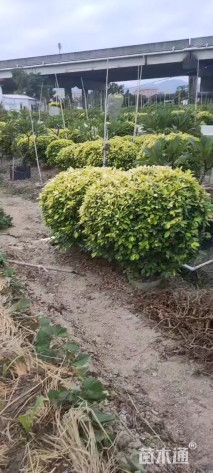 冠幅200厘米黄金榕球