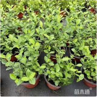 30厘米扶芳藤
