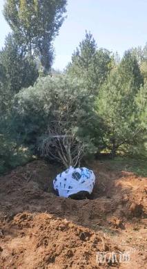 高度400厘米白皮松