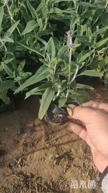 高度25厘米墨西哥鼠尾草