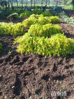 高度60厘米金叶女贞