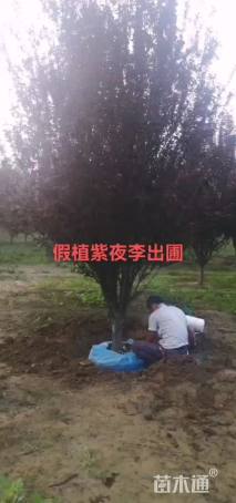 10公分紫叶李