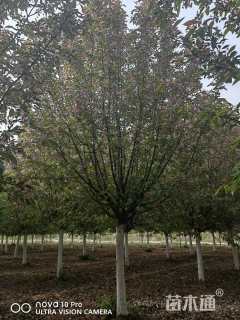 10公分绚丽海棠