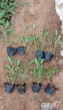 高度20厘米马鞭草