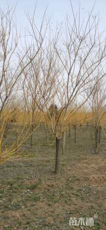 5公分金枝槐
