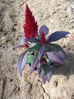 高度15厘米鸡冠花