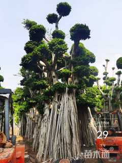 100公分造型小叶榕