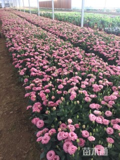 高度35厘米洋桔梗