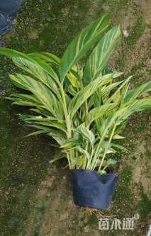 高度50厘米花叶良姜