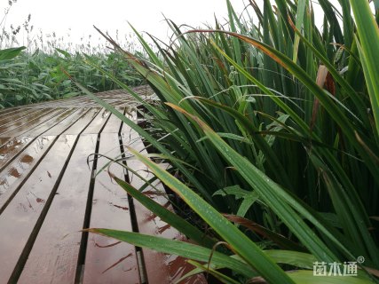 高度20厘米黄菖蒲