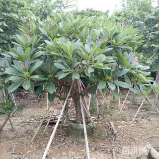 10公分红花鸡蛋花