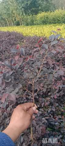 高度30厘米红花继木