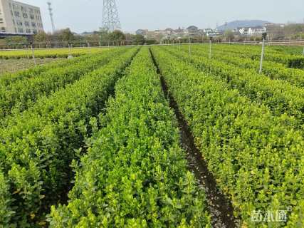 高度50厘米北海道黄杨