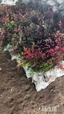 高度40厘米南天竹