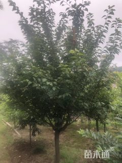 20公分樱花