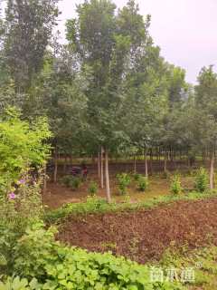 高度600厘米小叶白蜡