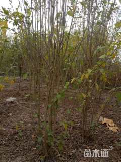 高度180厘米丛生木槿