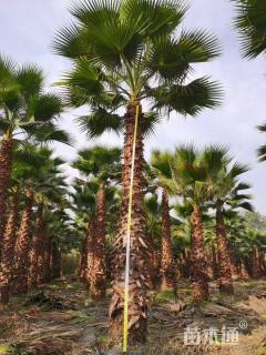 裸干高800厘米华棕
