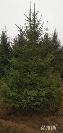 高度2500厘米红皮云杉