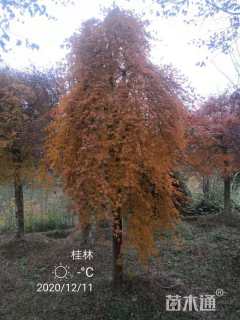 12公分红枫