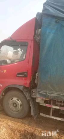 高度200厘米丛生蜡梅