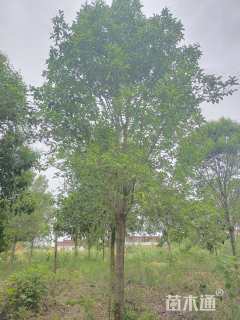 10公分大叶女贞