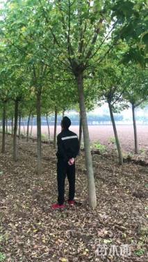 12公分金叶复叶槭