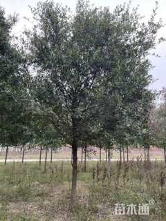 5公分弗吉尼亚栎