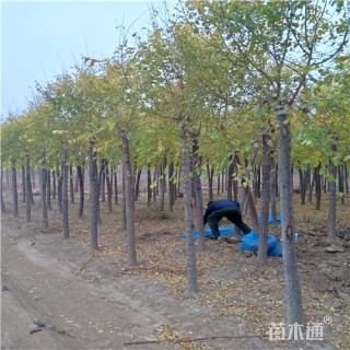 10公分金叶榆