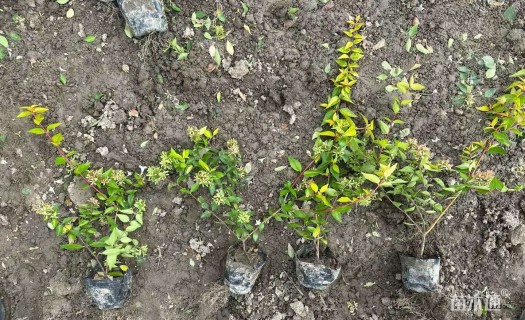 高度30厘米大花六道木