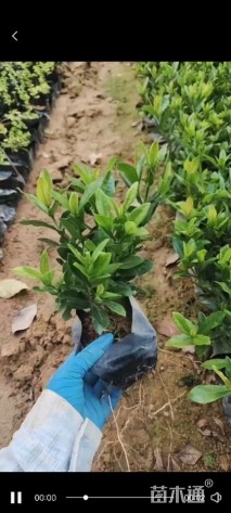 高度20厘米小叶龙船花