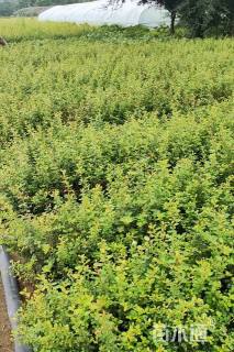 高度40厘米火棘