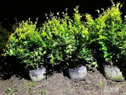 高度70厘米金森女贞小苗