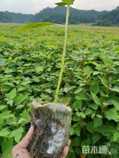 0.3公分檫木