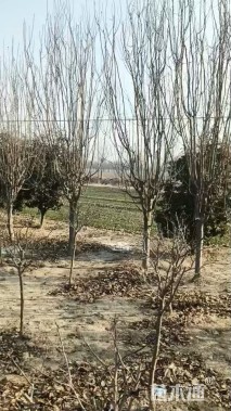 11公分西府海棠