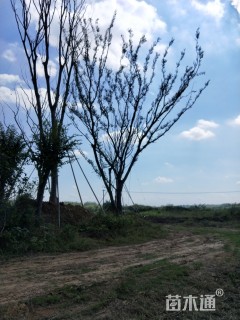 30公分朴树