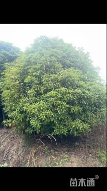 15公分桂花