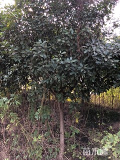 8公分红叶石楠