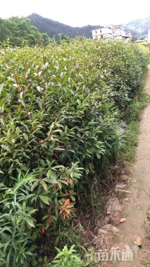 2公分山杜英