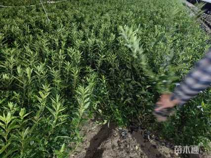 高度40厘米黄金条