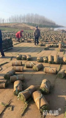 草卷状草皮