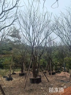15公分(3杆)丛生朴树