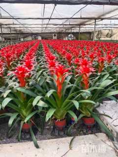 高度50厘米凤梨