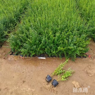 高度55厘米小叶女贞小苗