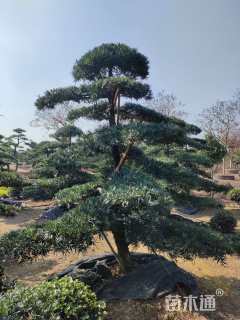 移栽苗造型罗汉松