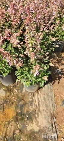 高度30厘米一串红