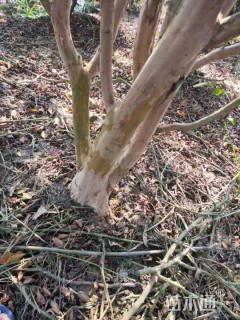 15公分丛生红花紫薇