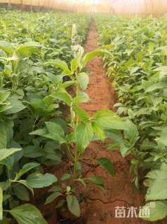 高度20厘米鼠尾草