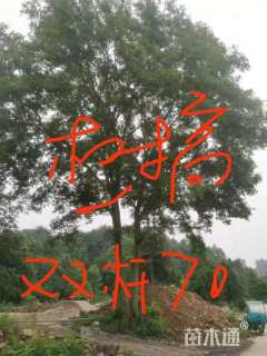 70公分朴树