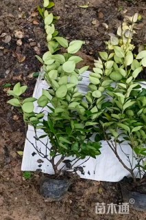 高度45厘米金森女贞